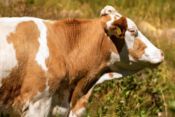 Portrét bílé a hnědé krávy — Stock fotografie