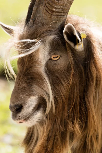 Retrato de una cabra Billy - Alp italiano — Foto de Stock