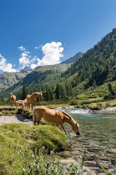 Horses in National Park of Adamello Brenta - Italy — Stock Photo, Image