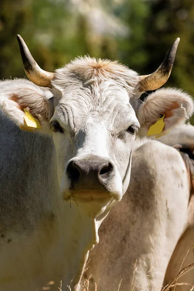 Retrato de una vaca blanca con cuernos —  Fotos de Stock