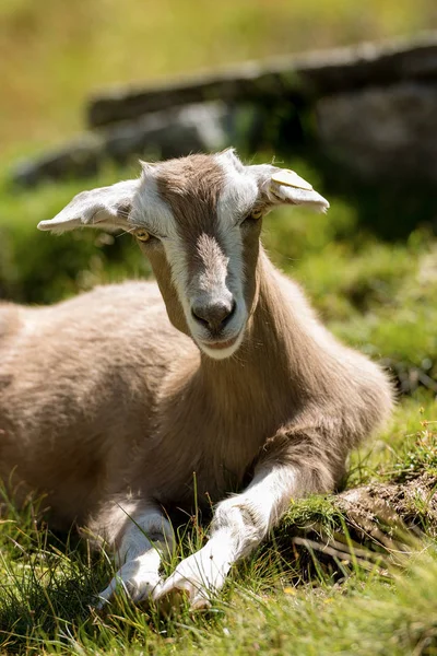 Chevre Bebe De Montagne Sur Herbe Verte Image Libre De Droit Par Catalby C Chevre Bebe De Montagne Sur Herbe Verte Image Libre De Droit Par Catalby C