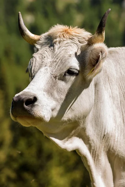 Portrét bílá kráva s rohy — Stock fotografie