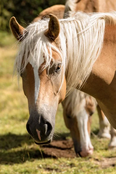 Retrato de un caballo blanco y marrón — Foto de Stock