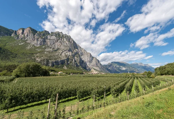 Elma bahçelerinde Sarca Vadisi - Trentino İtalya — Stok fotoğraf