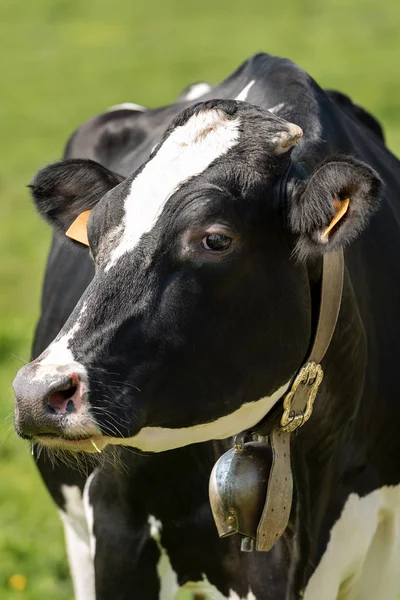 Portrait d'une vache noire et blanche avec cloche — Photo