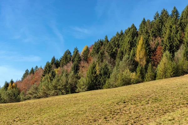 Wald im Herbst - Trentino alto adige italien — Stockfoto