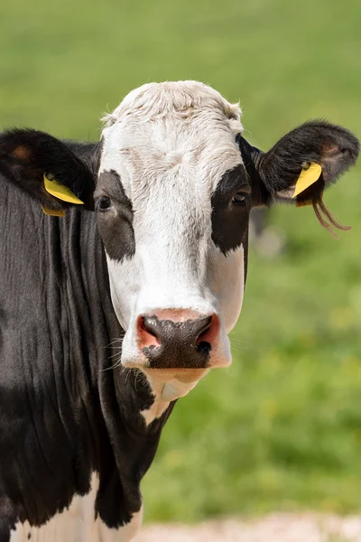 Černá a bílá kráva se dívá do kamery — Stock fotografie