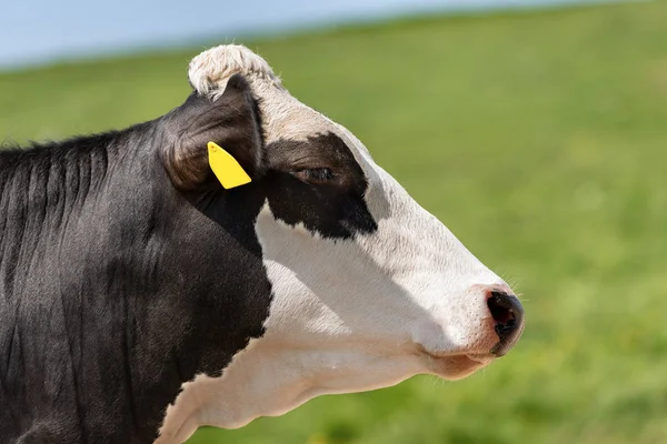 Hlava černá a bílá kráva - boční pohled — Stock fotografie