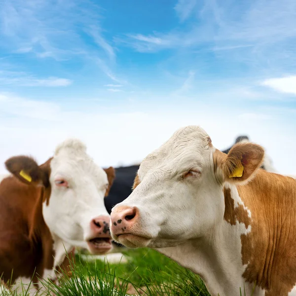 Bílé a hnědé krávy na zelené trávě — Stock fotografie