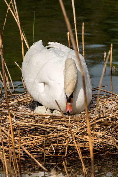 Cygne blanc avec nid et œufs — Photo