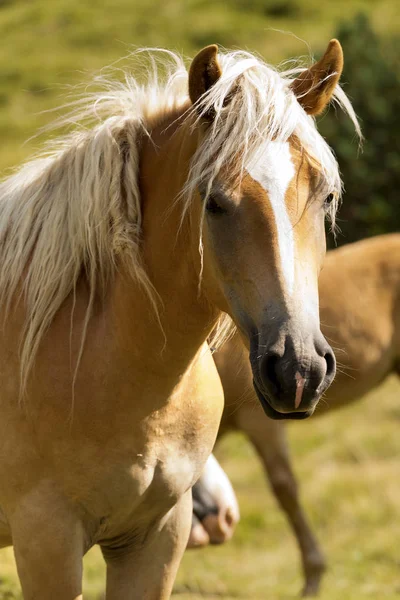 Retrato de un caballo blanco y marrón — Foto de Stock