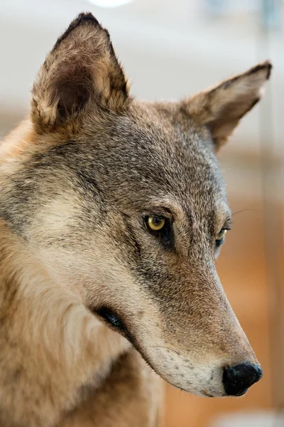 Grått och brunt Wolf - porträtt — Stockfoto