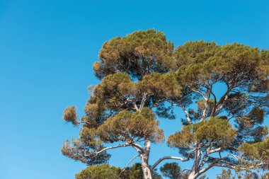 Mavi gökyüzü sahil çamı ağacı