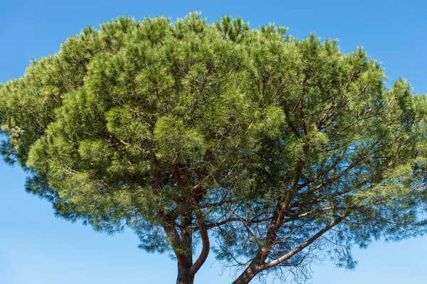 푸른 하늘에 해상 소나무 — 스톡 사진