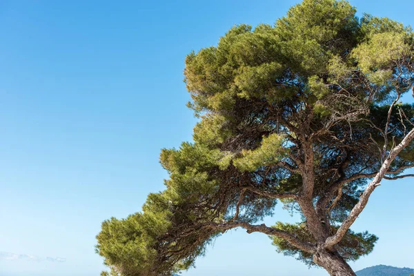 Strom borovice na modré obloze — Stock fotografie