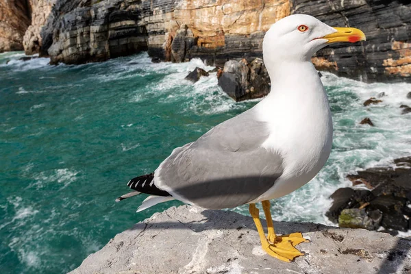 Möwe auf der Klippe - ligurien italien — Stockfoto