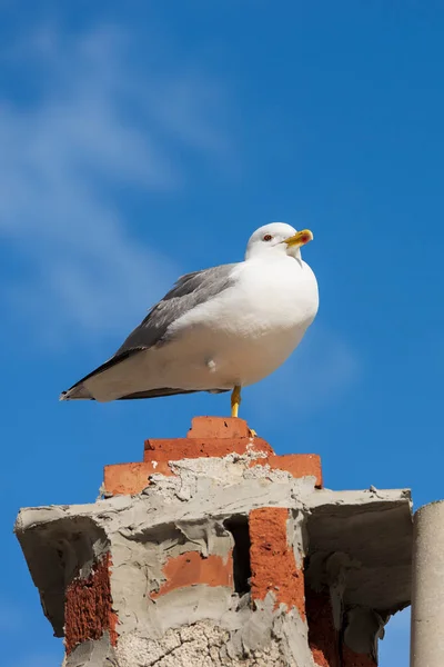 Gaviota en una chimenea con un cielo azul —  Fotos de Stock