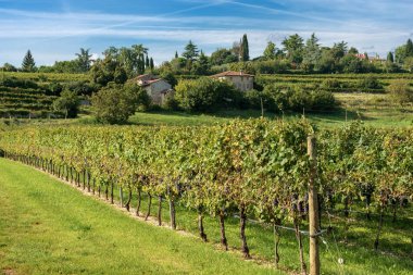 Tipik İtalyan kırmızı üzüm bağları ile mavi gökyüzü tepe dibinde. Valpolicella şarap - Verona, İtalya, Europe