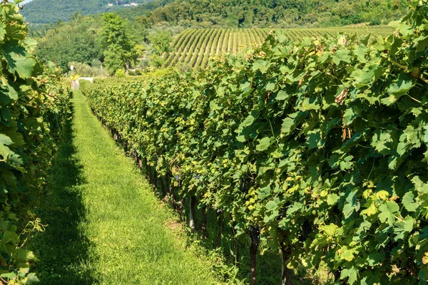 Típicos Viñedos Uva Roja Italiana Base Colina Vino Valpolicella Verona — Foto de Stock