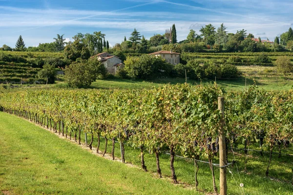 Typisch Italienische Rote Weinberge Fuße Des Hügels Mit Blauem Himmel — Stockfoto