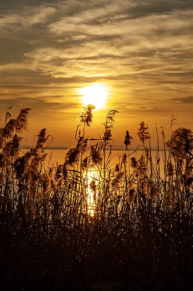 Lac de Garde au coucher du soleil avec roseaux - Lazise Veneto Italie — Photo