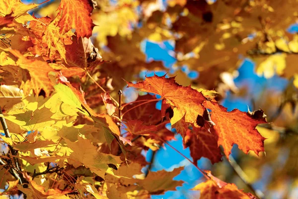 Rote orange und gelbe Blätter eines Ahornbaums im Herbst — Stockfoto