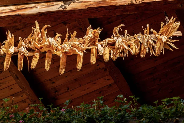 Corn cobs hanging from the roof - Canale di Tenno Trentino Italy — Stock Photo, Image