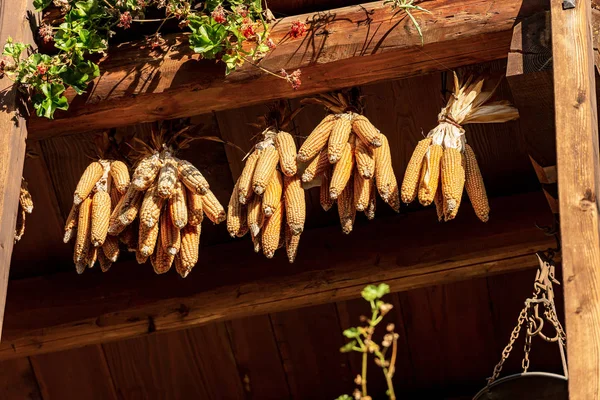 Majskolvar hängande från taket - Canale di Tenno Trentino Italien — Stockfoto