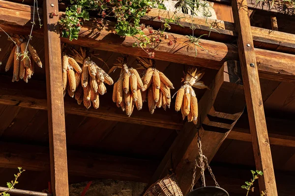 Kukuřičné klasy visící ze střechy - Canale di Tenno Trentino Itálie — Stock fotografie