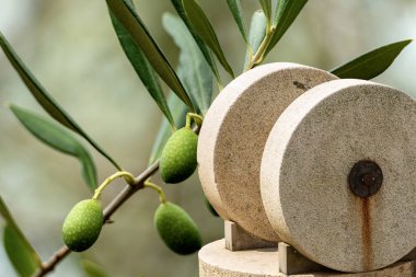Zeytinyağı için eski değirmen taşları - arka planda yeşil zeytin