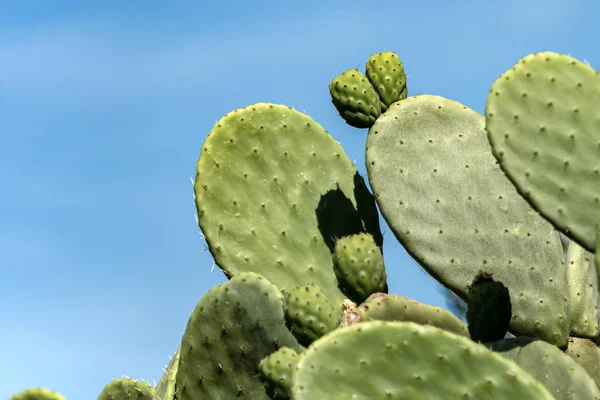 Πράσινος κάκτος σε καθαρό ουρανό - Succulent Plant — Φωτογραφία Αρχείου