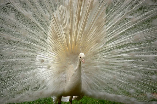 白色孔雀展现了它的尾翼-正面的观点 — 图库照片