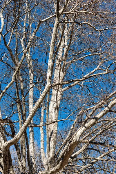 Gros Plan Platane Sans Feuilles Platanus Dans Ville Hiver Sur — Photo