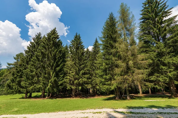 Groep Van Groenblijvende Bomen Zomer Met Groen Gras Blauwe Lucht — Stockfoto