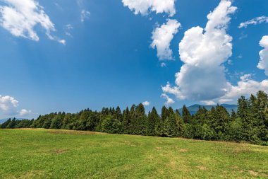 Yazın yemyeşil ağaçlar ve yeşil çayırlar ormanı. Val di Sella (Sella Vadisi), Borgo Valsugana, Trentino Alto Adige, İtalya, Avrupa