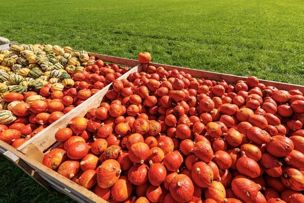 Bir Grup Portakal Çizgili Balkabağını Yeşil Çimenlikteki Büyük Meyve Sandıklarının — Stok fotoğraf