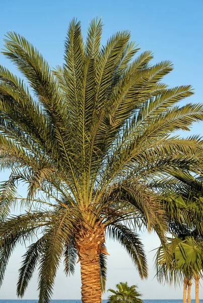 Palmengruppe Der Küste Des Roten Meeres Mit Klarem Himmel Ägypten — Stockfoto