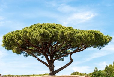 Mavi gökyüzünde deniz çamı, bulutlar, Akdeniz kıyıları, Ostia antikası, Roma, İtalya, Avrupa