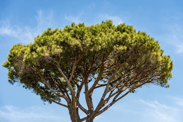 Primer Plano Pino Marítimo Cielo Azul Con Nubes Costa Mediterránea — Foto de Stock