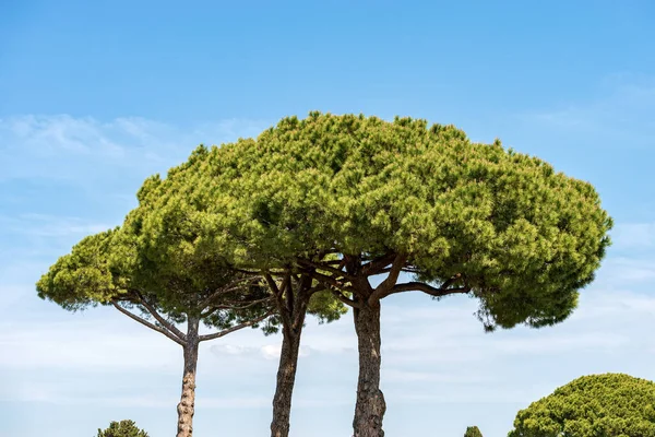 Grupo Pinos Marítimos Sobre Cielo Azul Con Nubes Costa Mediterránea — Foto de Stock