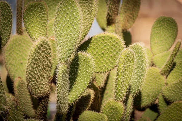 Närbild Grön Kaktus Egypten Afrika Suckulent Växt — Stockfoto