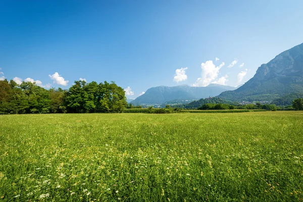 Зелені Луки Квіти Долині Вальсугана Сугана Італійські Альпи Борго Вальсугана — стокове фото
