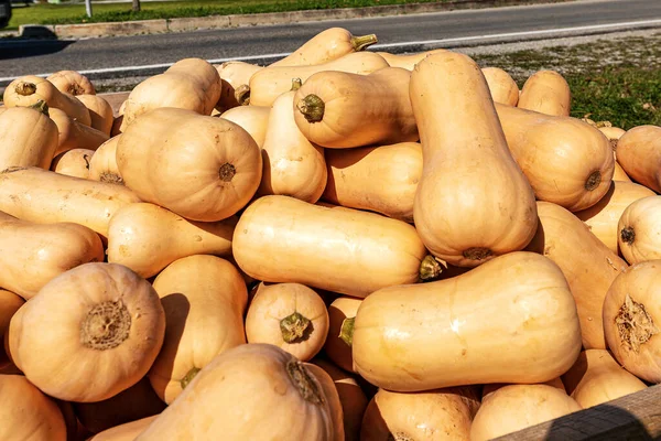 Raccolta Gruppo Zucche Arancioni Vendita Erba Verde Sul Ciglio Della — Foto Stock