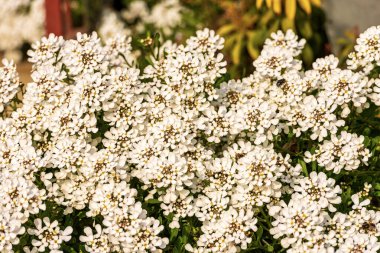 Birçok İberili semperviren ya da yaz mevsiminde yemyeşil çiçek veren Bush, İtalya, Avrupa