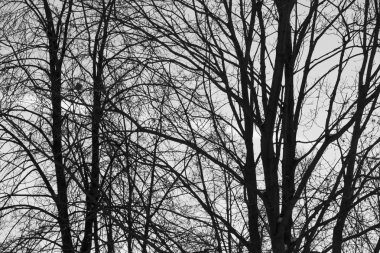 Yapraksız ağaçlar gökyüzüne karşı