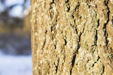 Gökyüzü arka plan üzerinde bir iğne yapraklı ağaç kabuğu