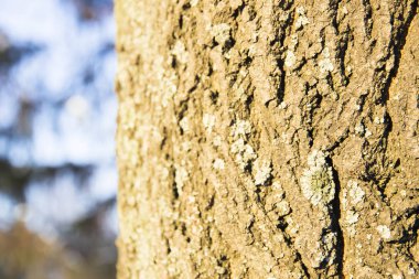 Çam ağacının gövde güneş ışığı kapat