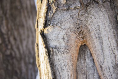 Çam ağacı kabuğu çatlak