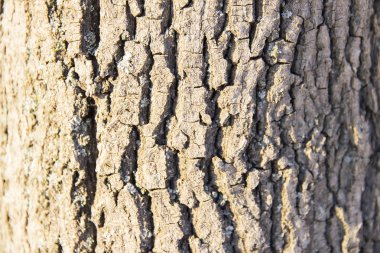 Çam ağacı yarıklar kaba ağaç kabuğu