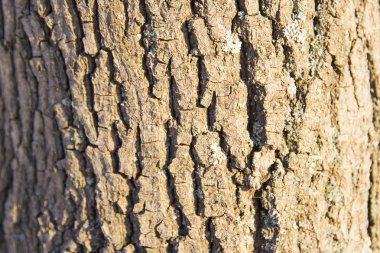 Çam ağacı dokulu kabuğu